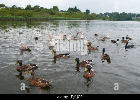 Vols d'oiseaux à la Réserve Naturelle de Swanpool, Falmouth, Royaume-Uni Banque D'Images