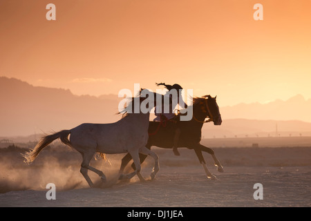 Cavalier au galop Cheval Arabe cheval led supplémentaire du désert au coucher du soleil Banque D'Images