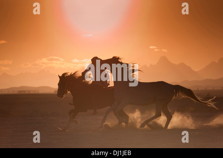 Cavalier au galop Cheval Arabe cheval led supplémentaire du désert au coucher du soleil Banque D'Images