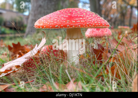 Tête de soufre rouge sur la Veluwe, Pays-Bas Banque D'Images