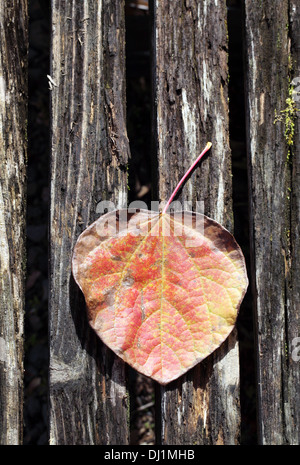 Fallen Leaf sur le vieux banc en bois Banque D'Images