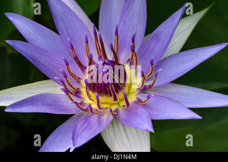 Nymphaea colorata, nénuphar bleu Banque D'Images
