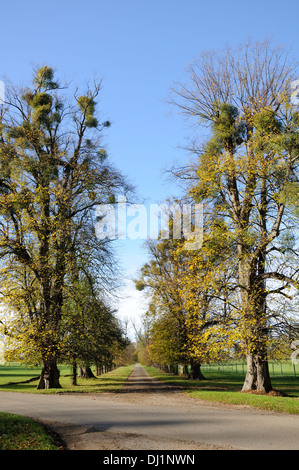 Couleurs d'automne dans le parc de Burghley, Stamford, Lincolnshire. Banque D'Images