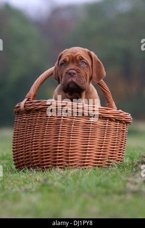 Dogue de Bordeaux chiot panier gazon permanent Banque D'Images