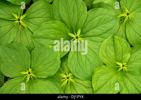 Herb Paris (Paris quadrifolia), plantes à fleurs vu de dessus Banque D'Images