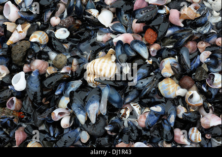 Des coquillages sur la côte du Pacifique. Zapovednik Kronotsky, Kamtchatka, Russie Banque D'Images