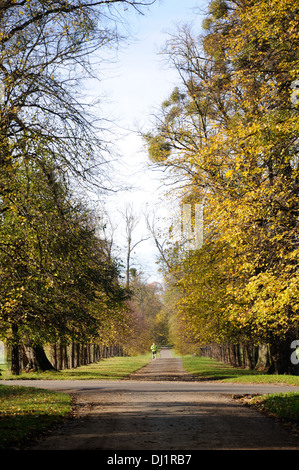 Un jogger parmi les couleurs d'automne dans le parc de Burghley, Stamford, Lincolnshire. Banque D'Images