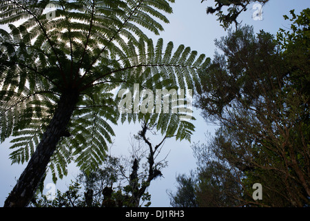 Arbres Forêt Jungle Bélouve Fougère. Les fougères sont presque universellement connus, sont une plante typique de la maison, et dans de nombreuses forêts. Banque D'Images