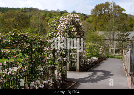 APPLE BLOSSOM ARCADE. Banque D'Images