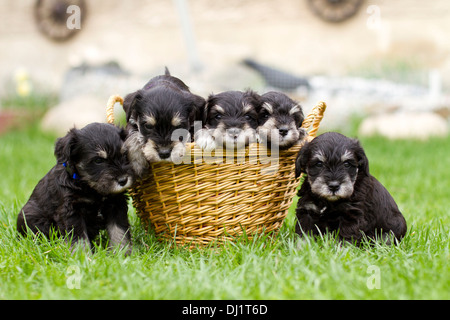 Panier Chiots Schnauzer nain pelouse permanent Banque D'Images