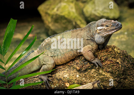 Iguane rhinocéros (Cyclura cornuta), Zoo de Singapour, Singapour Banque D'Images