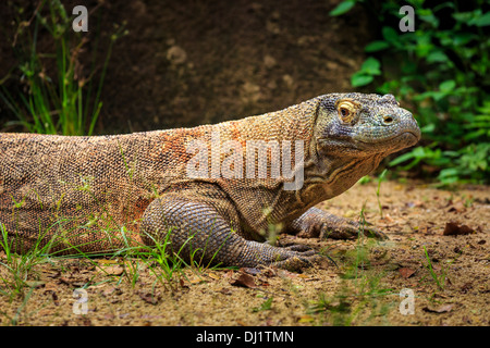 Dragon de Komodo (Varanus komodoensis), Singapour, l'Asie Banque D'Images