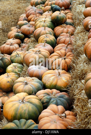 Beaucoup de citrouilles. Juste d'une citrouille en Californie Banque D'Images