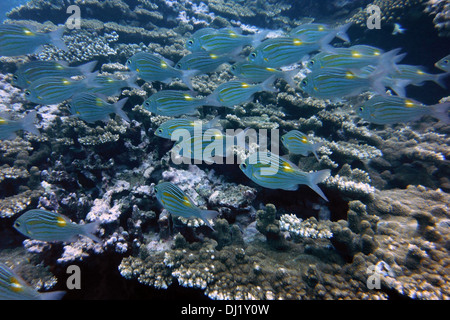 La plongée à la réunion. La diversité géographique : Sur la côte ouest, un lagon avec récif de corail naturel. Vous pourrez plonger. Banque D'Images