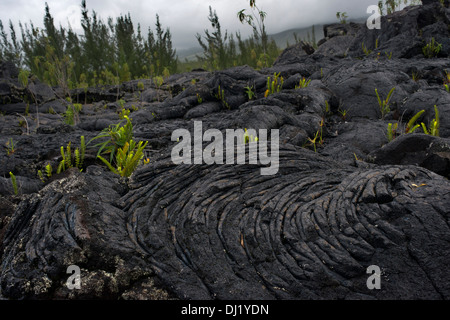 Au cours des dernières éruptions de lave est accumulée de l'île de la réunion dans le Grand brûlé. Le Grand Brûlé est la partie côtière Banque D'Images