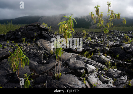 Grand Brûlé, est la partie côtière de la dernière caldeira formée par le Piton de la Fournaise, le volcan actif de l'île Banque D'Images