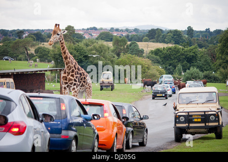 Lors d'une girafe zoo parc safari à l'extérieur de l'itinérance dans leur habitat naturel. Banque D'Images