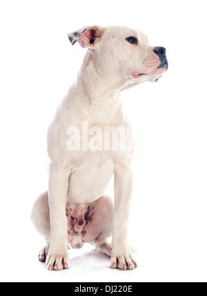 Chiot bouledogue américain in front of white background Banque D'Images