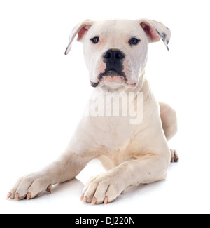 Chiot bouledogue américain in front of white background Banque D'Images