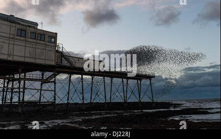 Pays de Galles Aberystwyth UK. Le mardi 19 novembre 2013 Des dizaines de milliers d'étourneaux volant à se percher sur les jambes de fer de fonte de la Victorian station pier à Aberystwyth sur la côte ouest du pays de Galles, Royaume-Uni. Chaque soir, les oiseaux reviennent de se nourrir et d'effectuer des motifs complexes dans le ciel avant de s'installer pour la nuit. Credit : Keith morris/Alamy Live News Banque D'Images