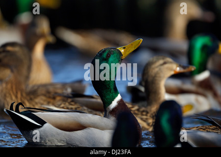 Le Canard colvert (Anas platyrhynchos) d'attente pour l'alimentation Banque D'Images