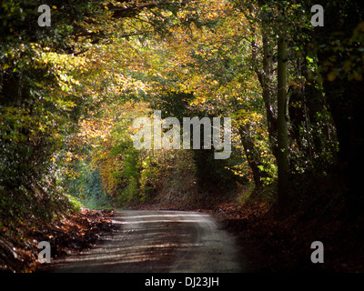 Une route à travers toute une forêt en début de l'automne Banque D'Images