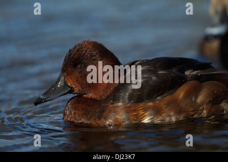 Fuligule nyroca (Aythya nyroca) natation femme Banque D'Images