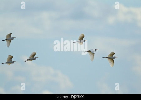 Héron garde-boeufs (Bubulcus ibis) six en vol Banque D'Images