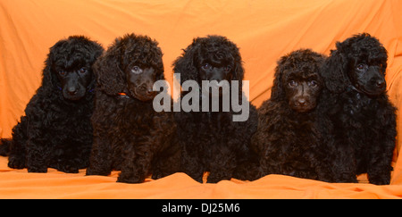 Cinq chiots caniche miniature noir face caméra sur fond orange Banque D'Images