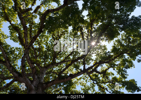 Grand acajou tropical au Costa Rica avec un soleil qui brille à travers. Banque D'Images