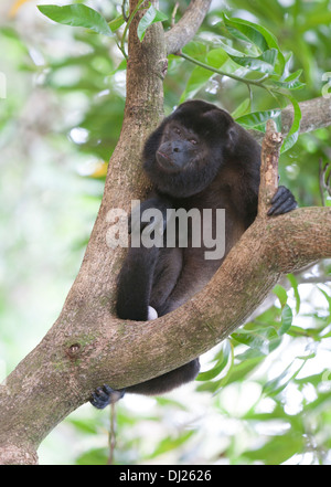 Un singe hurleur. Celui-ci a été expulsé de son groupe familial et vivait seul. Banque D'Images