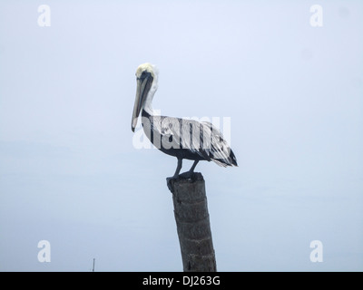 Pélican brun (Pelecanus occidentalis) se dresse sur un poteau. Banque D'Images