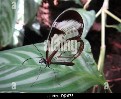 Close up of a Glasswing butterfly Banque D'Images