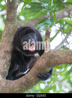 Un singe hurleur. Celui-ci a été expulsé de son groupe familial et vivait seul. Banque D'Images