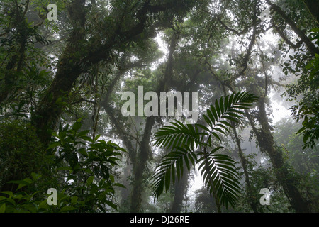 La réserve de la Forêt Nuageuse de Monteverde au Costa Rica. Banque D'Images