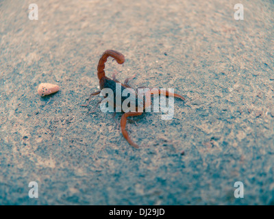 Death Stalker scorpion, Leiurus, Quinquestraitus Kokan, Ratnagiri, Maharashtra, Inde Banque D'Images