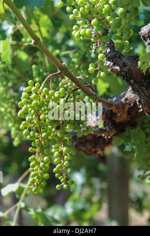 Orientation verticale Close up of Green Grapes on the Vine Banque D'Images