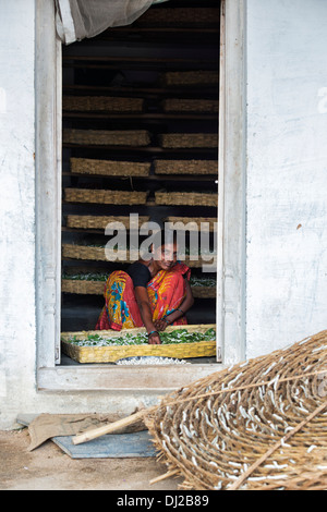 L'élevage des vers à soie femmes indiennes dans une maison de village. L'Andhra Pradesh, Inde Banque D'Images