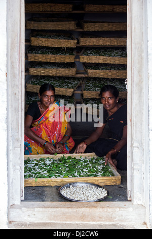 L'élevage des vers à soie femmes indiennes dans une maison de village. L'Andhra Pradesh, Inde Banque D'Images