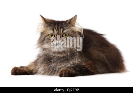 Chat persan sur fond blanc Banque D'Images