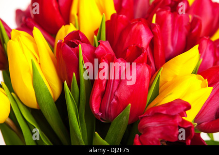 Gros plan du bouquet de tulipes sur fond blanc Banque D'Images