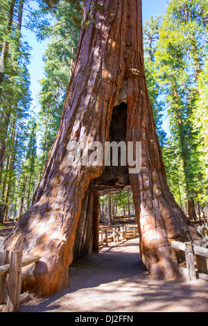 Sequoia Gate de Mariposa Grove à Yosemite National Park California Banque D'Images