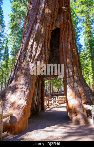 Sequoia Gate de Mariposa Grove à Yosemite National Park California Banque D'Images