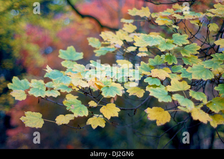 L'érable italien jaune vert les feuilles d'automne Acer opalus obtusatum Banque D'Images