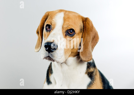 Portrait of cute chien beagle sur arrière-plan simple Banque D'Images