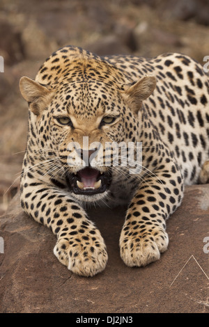 Leopard (Panthera pardus) en mode portrait Banque D'Images