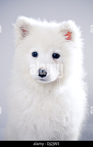 Portrait de chien Samoyède Banque D'Images