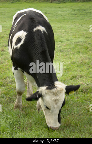 Le pâturage des vaches laitières Holstein dans un champ. Les plus courants sont des Holstein vache laitière et ont tendance à produire plus de lait que les autres races. Banque D'Images