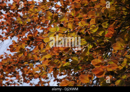 Hêtre à feuilles pourpre Banque D'Images