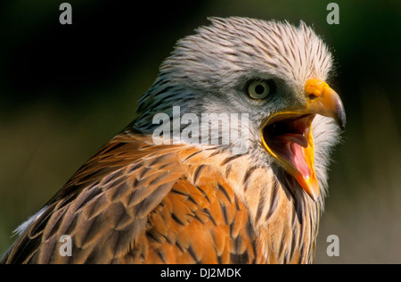 Le Milan royal (Milvus milvus), Rotmilan (Milvus milvus), Roter Milan, Gabelweihe Königsweihe, Banque D'Images